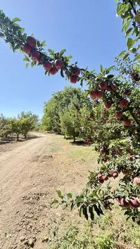 Red apples tree Stock Photos