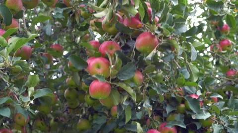 Red Apples on tree ready for Harvest in Orchard Stock Footage 67886028