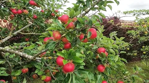 Red Apples on Tree Swaying in the Wind Stock Footage 204050242