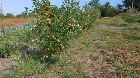 Red apples on a tree. Winter variety of apples Champion. Apple tree with red Stock Footage 144630420