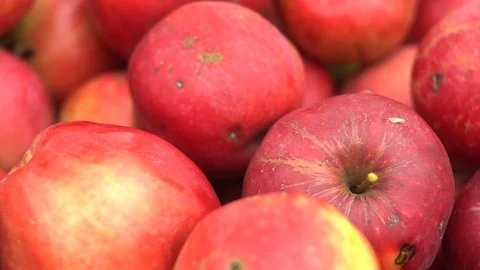 Red apples from trees in the box Video stock 98002615
