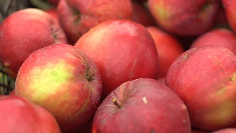 Red apples from trees in the box Video stock 98002850