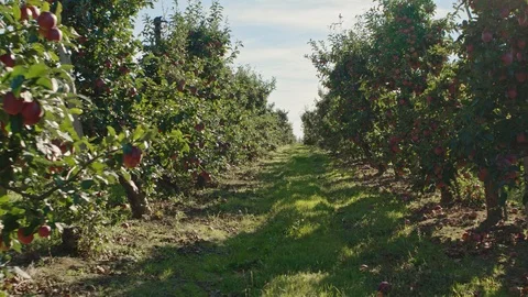 Red apples trees 動画素材 96007630