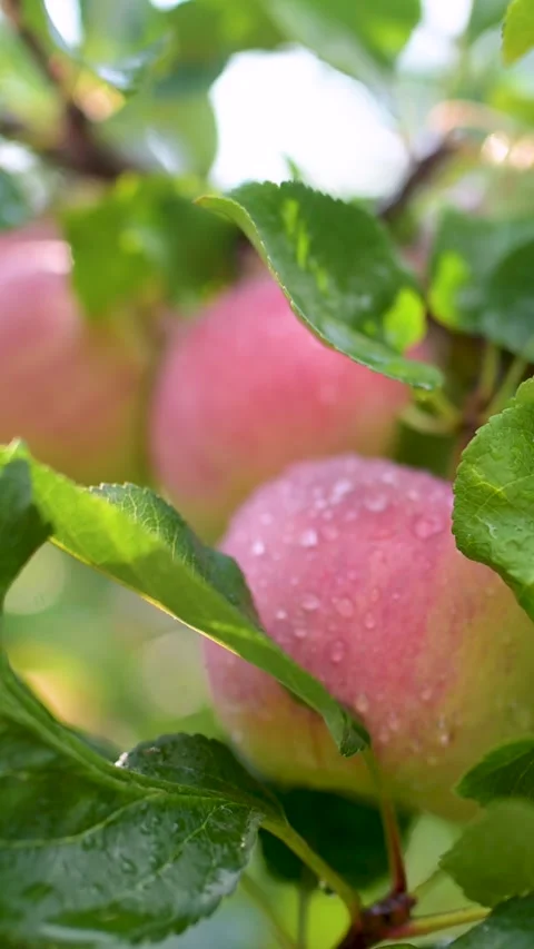 Red apples vertical close-up on apple tree on bright sunny rainy day. 스톡 동영상 290353502