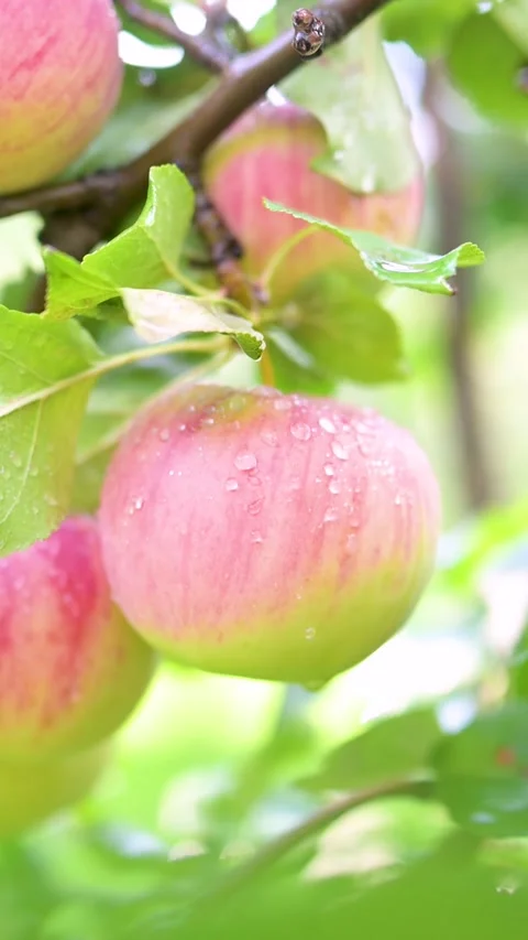 Red apples vertical close-up on apple tree on bright sunny rainy day. 스톡 동영상 301259994