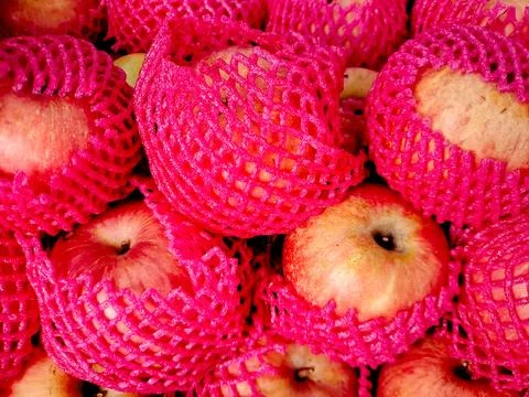 Red apples wrapped in pink protective netting. This photo captures the fres.. Stock Photos