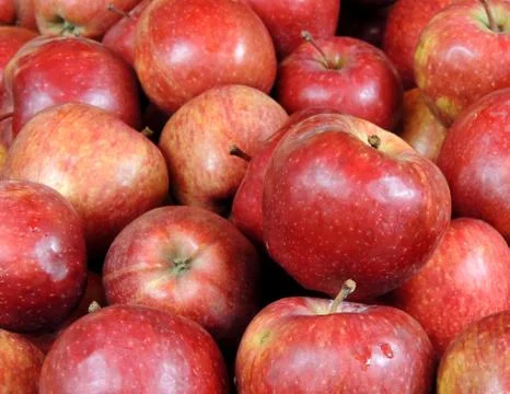 Red apples,summer varieties. Stock Photos