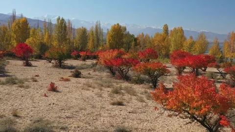 Red apricot trees during fall season Stock-Footage 253171842