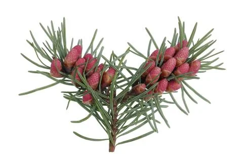 Red April blooming cones of pine tree on branches with sharp needles . Isolated Stock Photos