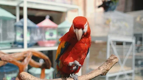 Red ara parrot close up in exotic bird market 스톡 동영상 125635965