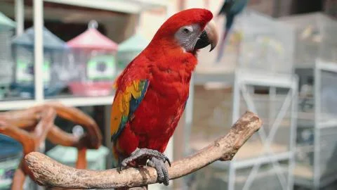 Red ara parrot close up in exotic bird market 스톡 사진