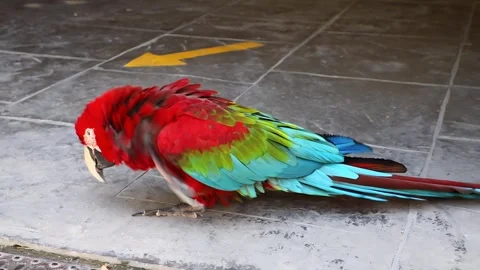 Red Ara parrot scratching his neck Stock Footage 273111023