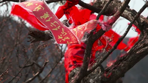 Red armbands on the branch Stock Footage 49058829