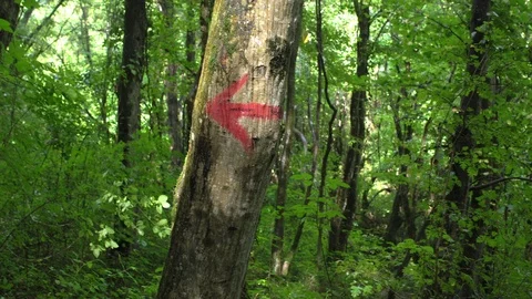 Red arrow pointer on a tree in the forest Stock Footage 93718449