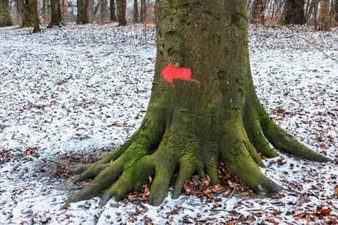 A red arrow is a route indicator on a tree trunk in a snow-covered park. Le.. Stock Photos