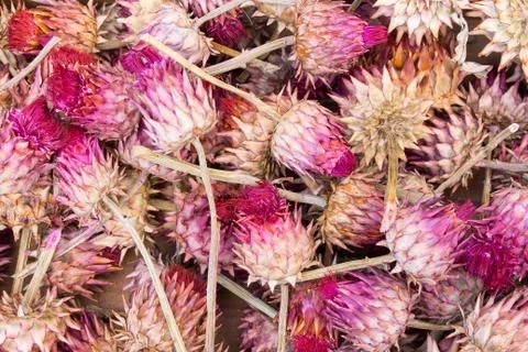 Red artichokes Stock Photos