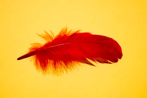Red artificial feather close up. Exotic, tropical bird wing feather on yellow 스톡 사진