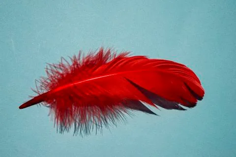 Red artificial feather close up. Exotic, tropical bird wing feather on blue b 库存照片