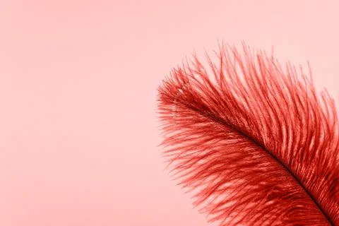 Red artificial feather close up Stockfoto's