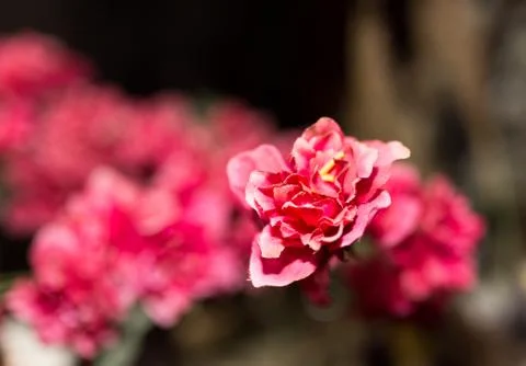 Red artificial flower as background Stock Photos