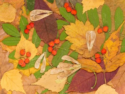 Red ash Stock Photos