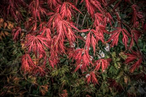 Red Ash Tree Stock Photos