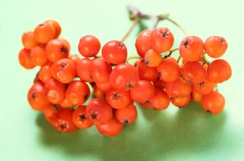 Red ashberry bunch Foto stock