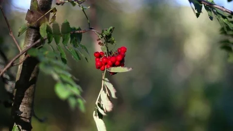 Red ashberryon a tree Stock Footage 72474066