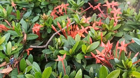 Red ashoka flower Stock Footage 244110351