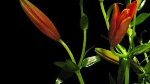 Red Asiatic Lily Time-lapse Stock Footage 45720585