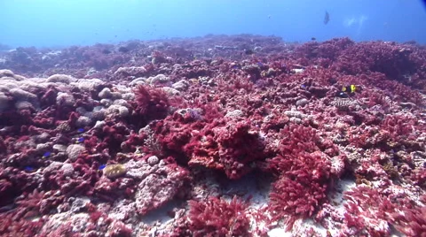 Red asparagus algae underwater, coral reef, Asparagopsis taxiformis UP31028 Stock Footage 61869998