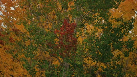 Red Aspen Leaf Cluster Among Golden and Green Leaves, Autumn Slow Motion Stock Footage 347730801