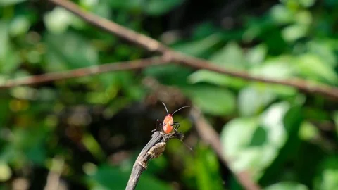 Red assassin bug on branch Stock Footage 76082314