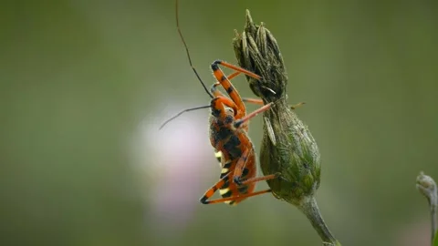 Red Assassin Bug on a dry flower. Stock Footage 251743001