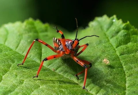 Red Assassin Bug on Green Leaf Head On Macro Close Up Stock Photos