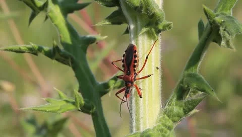 Red Assassin Bug moving, Rhynocoris iracundus Video stock 11275327
