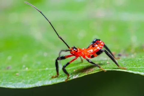 Red assassin bug nymph Stock Photos