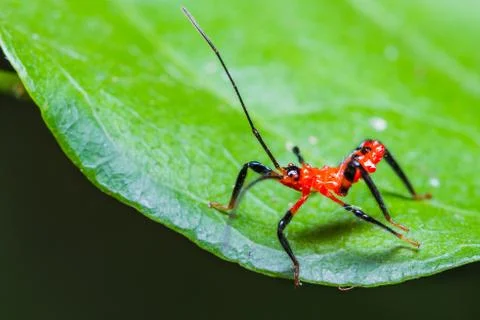 Red assassin bug nymph Stock Photos