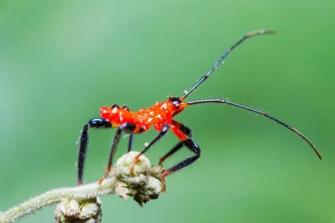 Red assassin bug nymph Stock Photos