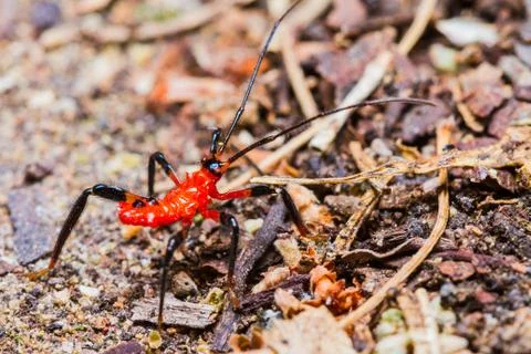 Red assassin bug nymph Stock Photos
