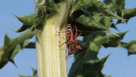 Red Assassin Bug preparing to attack, Rhynocoris iracundus Stock Footage 11275311
