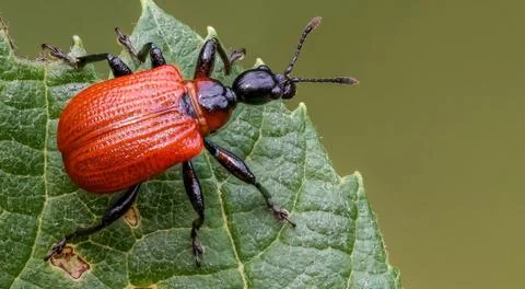Red assassin the bug with the prey hanging at the end of his mouth Stock Photos
