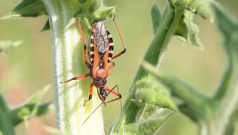 Red assassin bug  / Rhynocoris iracundus Stock Footage 11271924