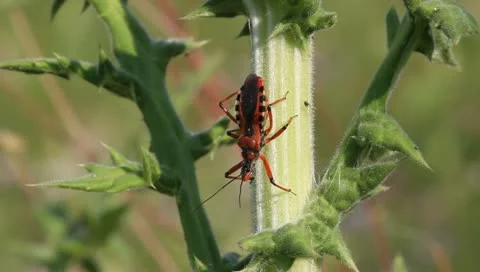 Red Assassin Bug, Rhynocoris iracundus Video stock 11275270