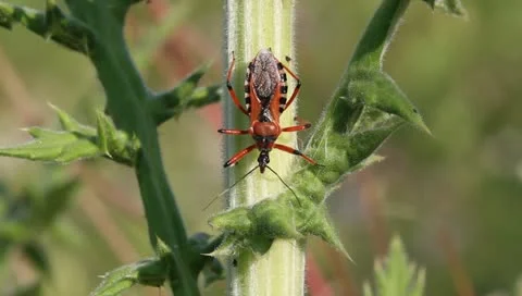 Red Assassin Bug waiting for pray, Rhynocoris iracundus Video stock 11275285