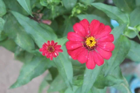 Red Aster Flower Stock Photos
