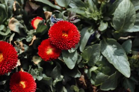Red aster flower Stock Photos