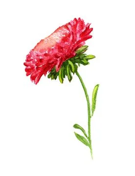 Red aster Stock Illustration