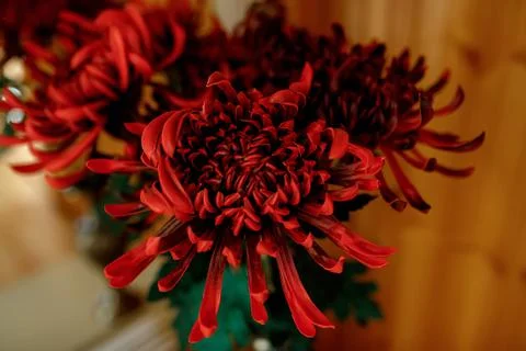 Red aster peony on brown background Stock Photos