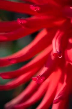 Red aster Stock Photos